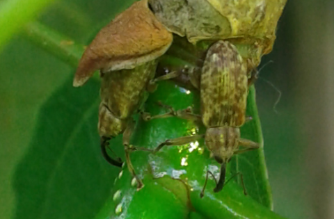 Curculionidae : Dorytomus sp.  ?  S, Dorytomus longimanus